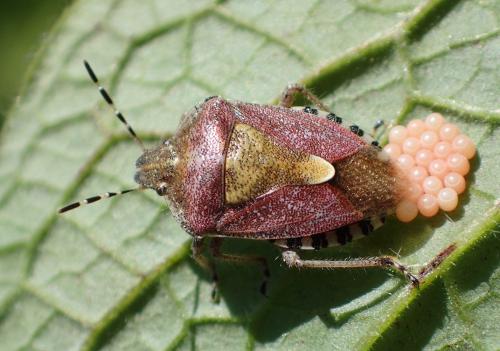 Réf. 257 883 : Dolycoris baccarum